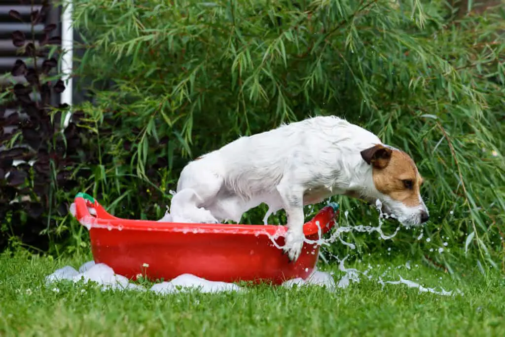 My Jack Russell Terrier Hates Baths! [4 reasons why & 5 helpful bath time tips]