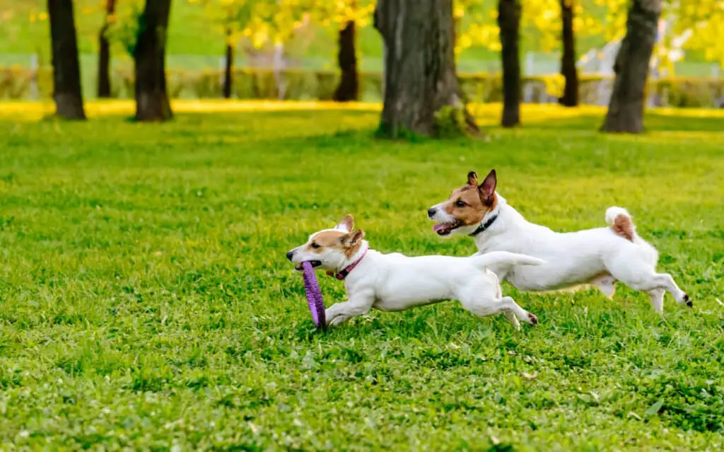 Can Two Jack Russell Terriers Live Together?