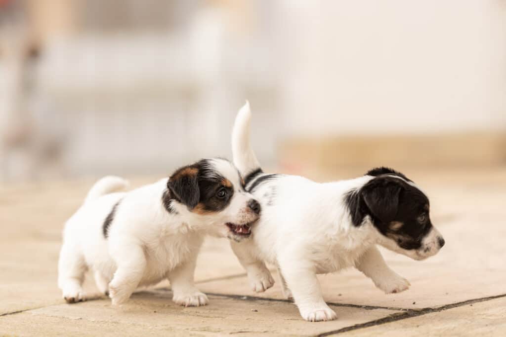Weaning Jack Russell Terrier Puppies [Tips for how & when to do it successfully]