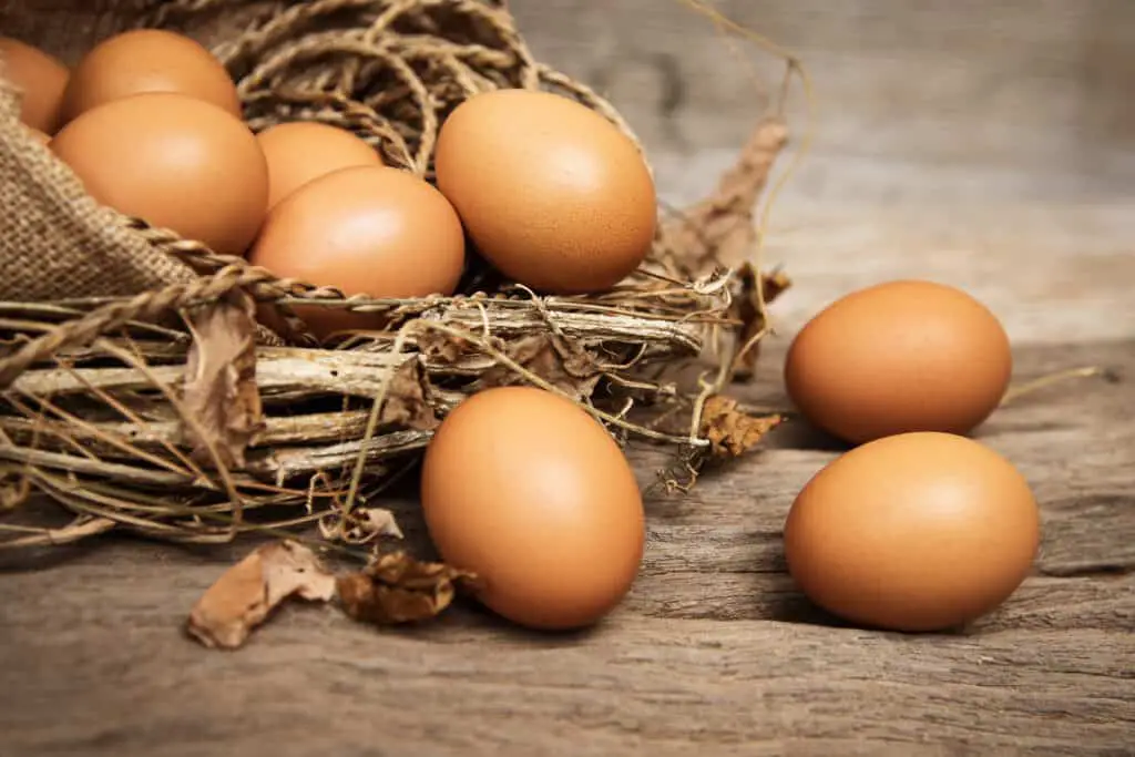 How to stop a Jack Russell Terrier from Stealing Eggs from The Chicken Coop! [5 helpful tips]