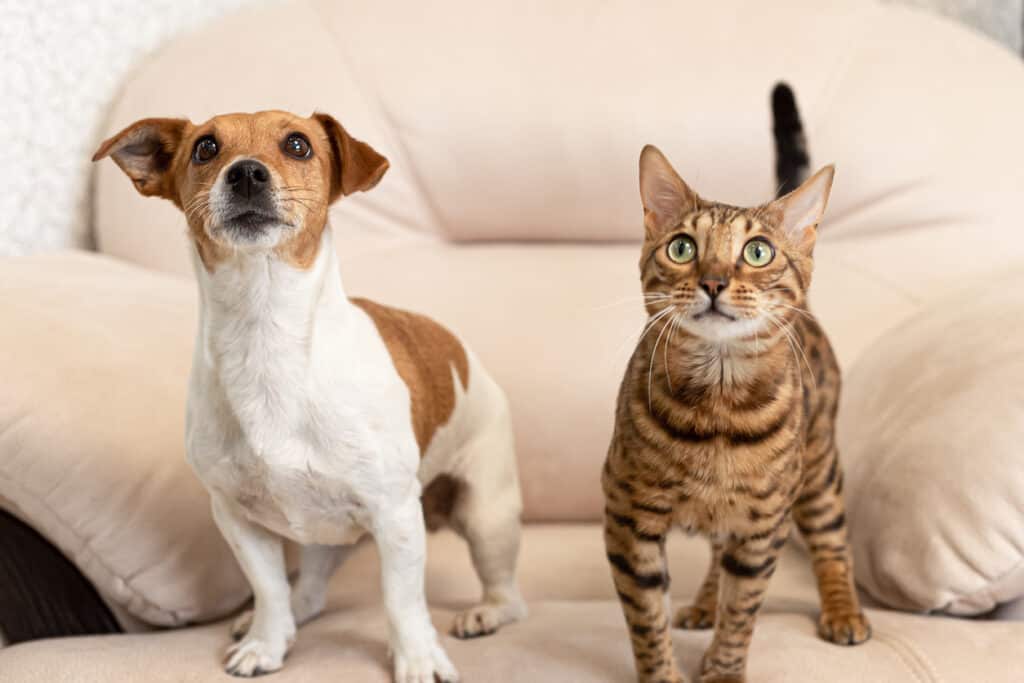 Can Jack Russell Terriers and Cats Live Together?